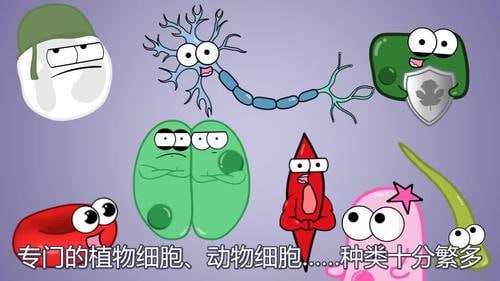 【002549】【初中生物】看动画趣味学初中生物-学爸优选